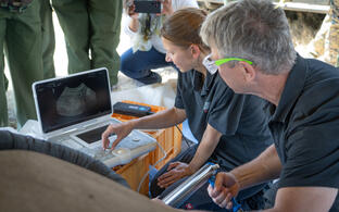 Susanne Holtze and Thomas Hildebrandt from the IZW fertilize the female rhinoceros.