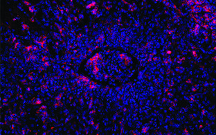 Wissenschaftliches Bild