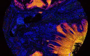 Scientific image