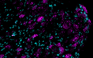 Scientific image