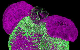scientific image