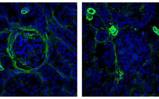 scientific image