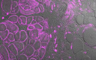 scientific image