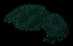 Scientific image