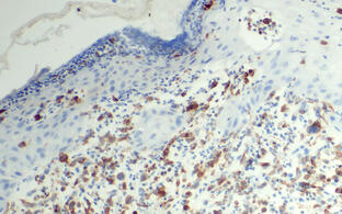 Wissenschaftliches Bild