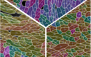 Scientific image