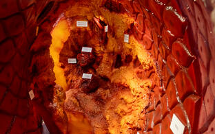 Bild in ein begehbares Arterien-Modell