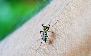 Mosquito