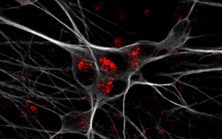 Scientific image