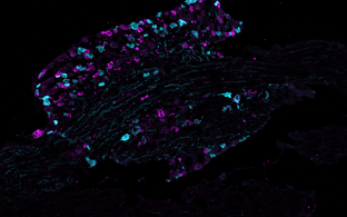 wissenschaftliches Bild