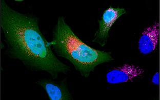 Scientific image