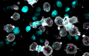 Scientific image