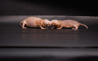 Pregnant naked mole-rat queen