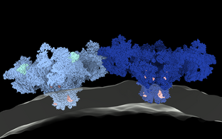 Two ryanodine receptor 1 (RyR1) channels interacting side-by-side