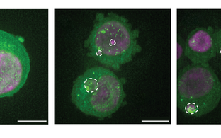Scientific image