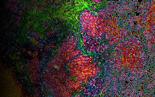 wissenschaftliches Bild