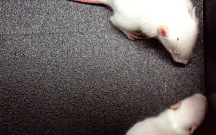 Mäuse ohne „Glückshormon“ Serotonin im Gehirn und mit Serotonin