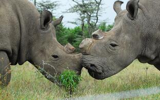 Najin and Fatu are mother and daughter.