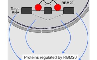 RBM20