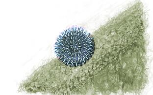 Artistic impression of HSV-1 on the surface of a cell