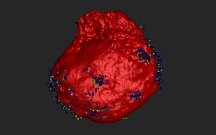 3D-Rendering eines Neuronen-Zellkörper