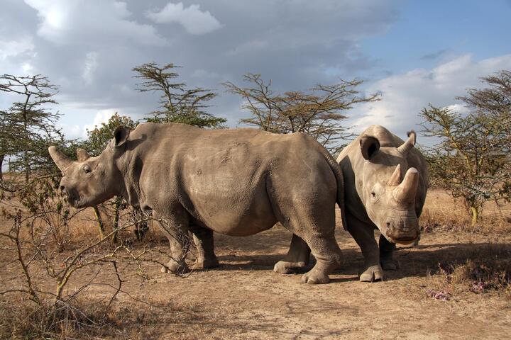 Nördliches Breitmaulnashorn: Najin und Fatu
