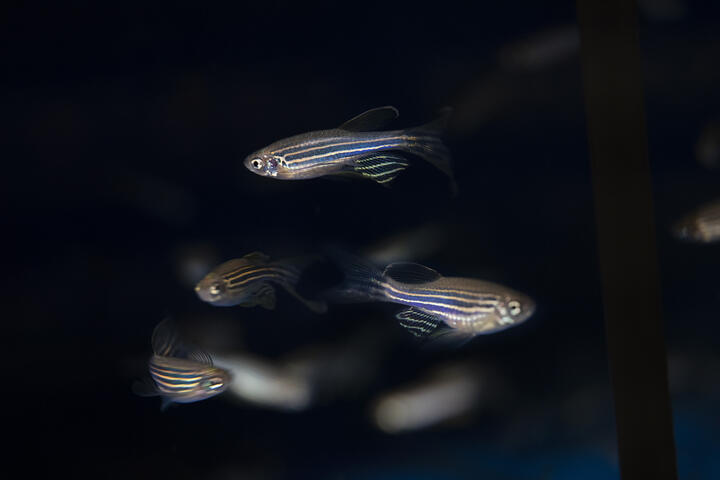 zebrafish