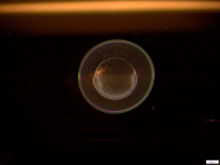 One-cell zebrafish embryo