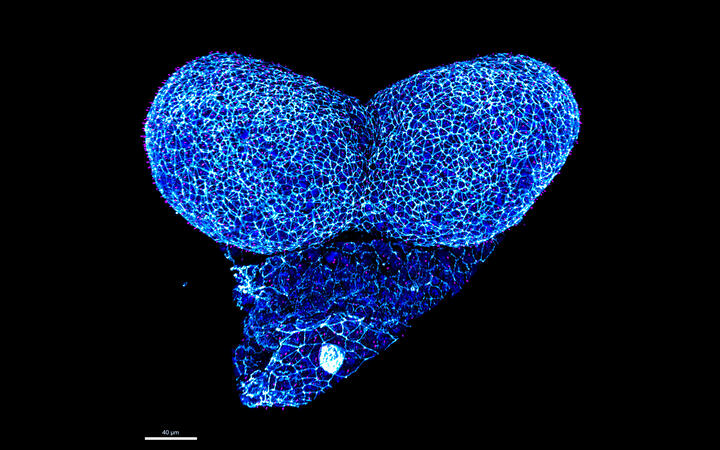AGHammes_whole mount mouse embryo