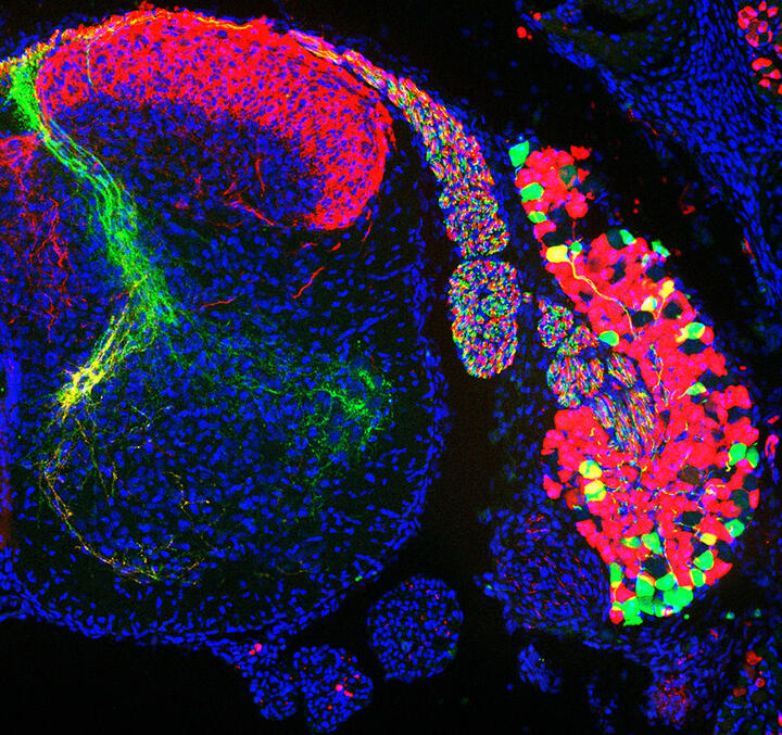 Wissenschaftliches Bild