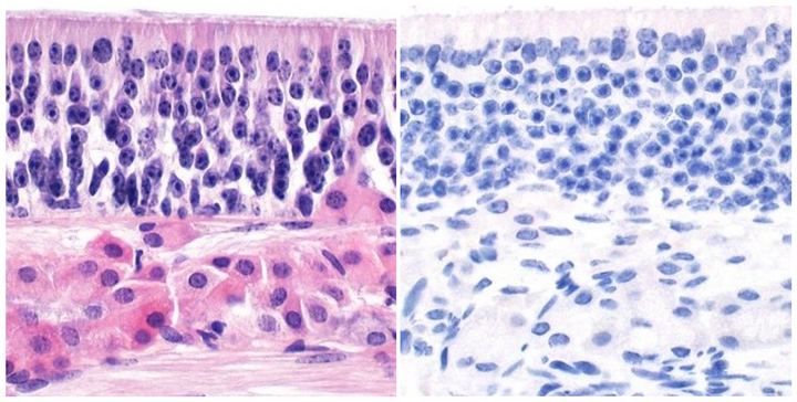 Wissenschaftlliches Bild