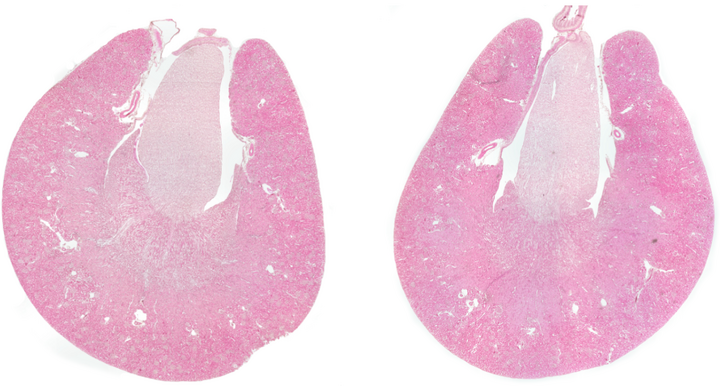 Wissenschaftliche Abbildung von zwei Nieren