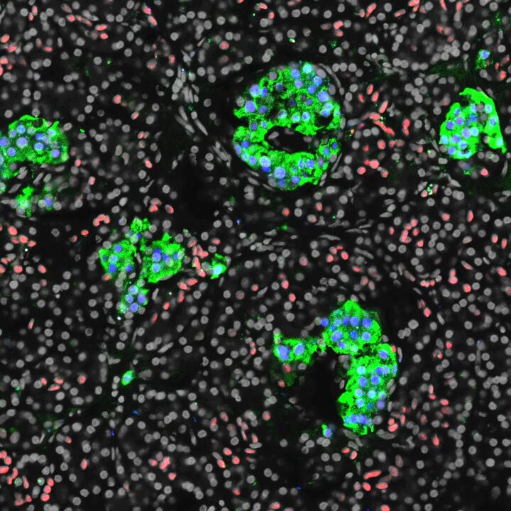 Scientific image