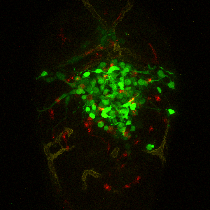 Scientigic image