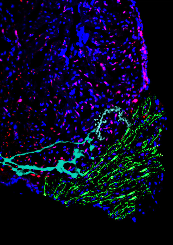 Wissenschaftliches Bild