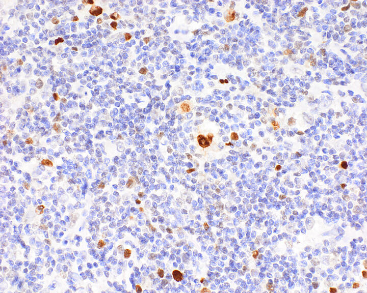 Scientific image