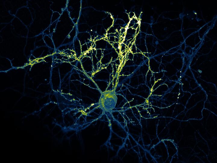 Scientific image