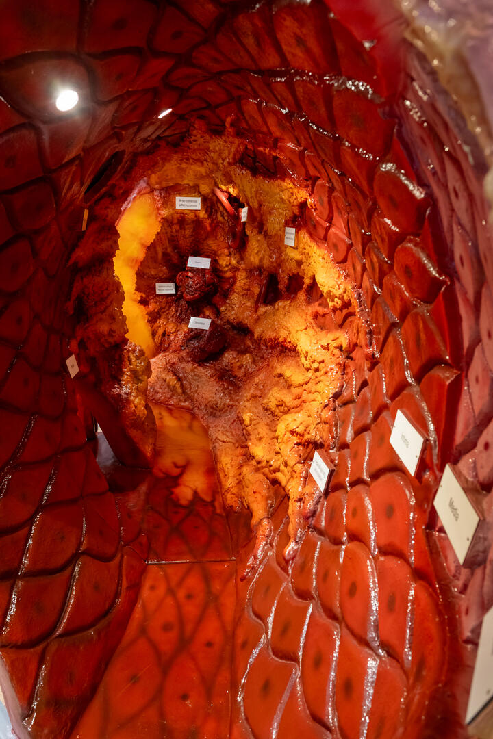 Bild in ein begehbares Arterien-Modell
