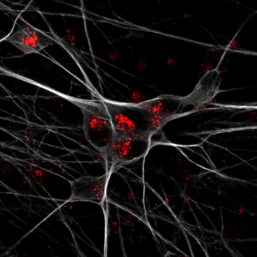 Scientific image