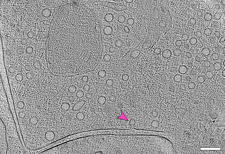 Wissenschaftliches Bild