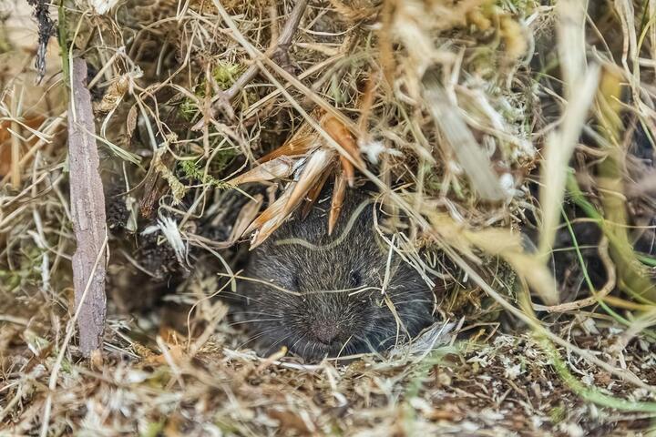 Bayerische Kurzohrmaus