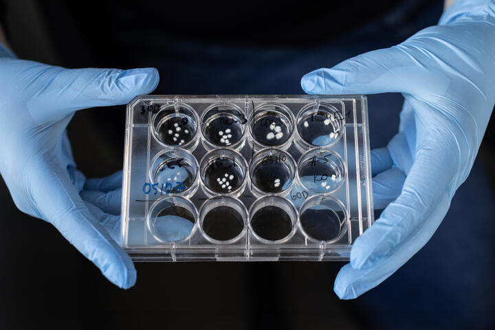 Wissenschaftliches Bild