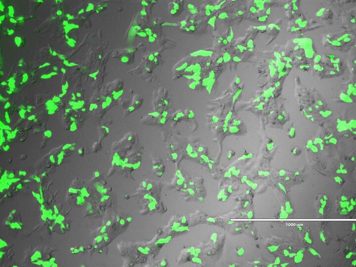 Wissenschaftliches Bild