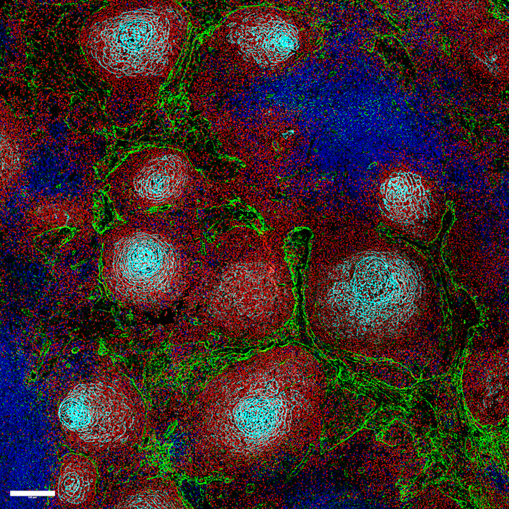 wissenschaftliches Bild