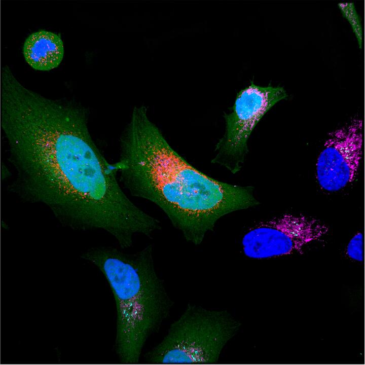 Scientific image