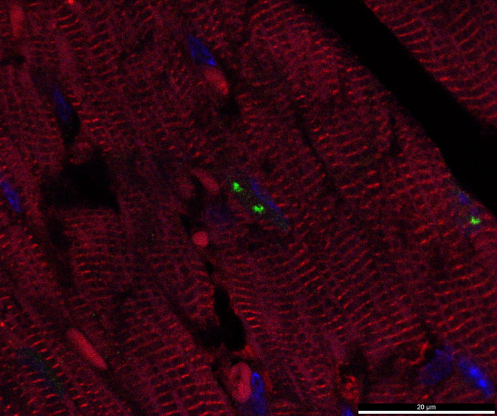 Wissenschaftliches Bild