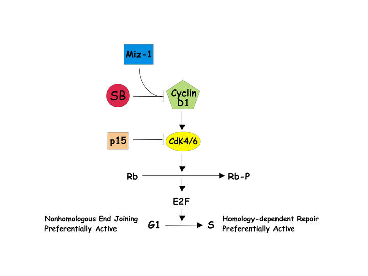 Cyclin-dependent kinases (CDK 4/6) phosphorylate the retinoblastoma (RB) protein.