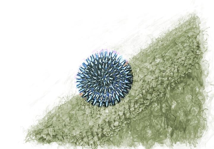 Künstlerische Darstellung von HSV-1 auf der Oberfläche einer Zelle