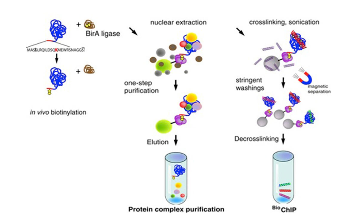 biotin and glutathione interaction 404 Not Found main image 1