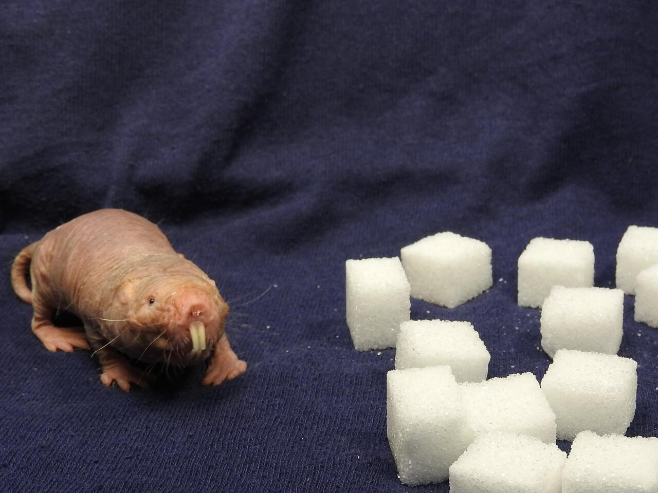 Touch Pain And The Strange Sensory World Of The Naked Mole Rat Mdc Berlin
